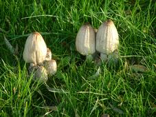 paddoos_227x170_035.jpg