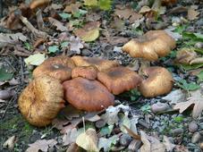 paddoos_227x170_050.jpg