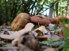 paddoos_227x170_051.jpg