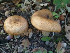 paddoos_227x170_053.jpg