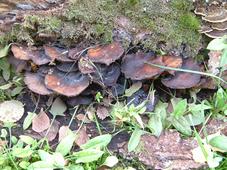 paddoos_227x170_076.jpg
