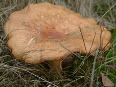 paddoos_227x170_084.jpg