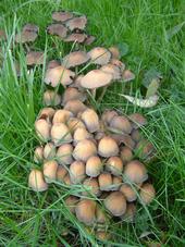 paddoos_170x227_040.jpg