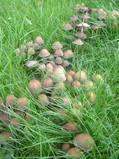 paddoos_170x227_041.jpg