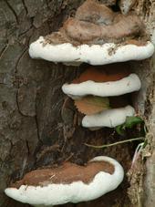 paddoos_170x227_049.jpg