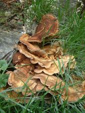 paddoos_170x227_055.jpg