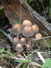paddoos_170x227_057.jpg