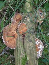 paddoos_170x227_059.jpg