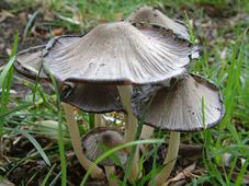 paddoos_227x170_037.jpg