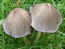 paddoos_227x170_039.jpg