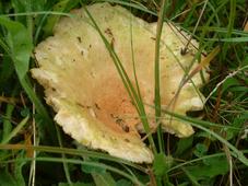 paddoos_227x170_056.jpg
