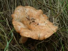 paddoos_227x170_061.jpg