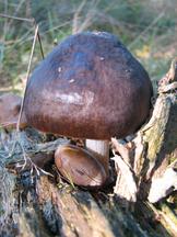 paddoos_162x216_020.jpg