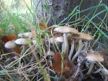 paddoos_216x162_001.jpg