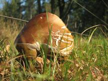paddoos_216x162_009.jpg