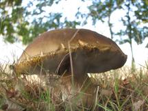 paddoos_216x162_013.jpg