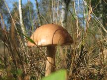 paddoos_216x162_014.jpg