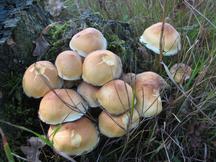 paddoos_216x162_017.jpg