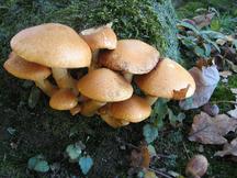 paddoos_216x162_018.jpg