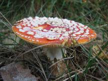 paddoos_216x162_021.jpg