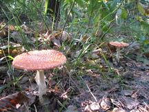 paddoos_216x162_024.jpg