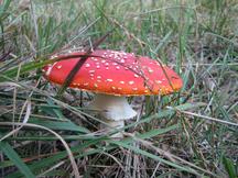 paddoos_216x162_025.jpg