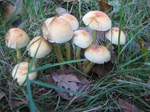 paddoos_216x162_028.jpg
