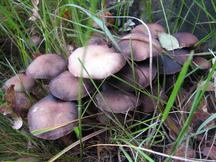 paddoos_216x162_029.jpg