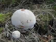 paddoos_216x162_030.jpg