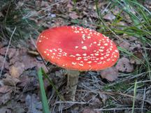 paddoos_216x162_032.jpg
