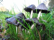 paddoos_216x162_036.jpg