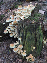 paddoos_162x216_003.jpg