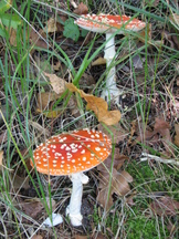 paddoos_162x216_009.jpg