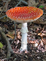 paddoos_162x216_013.jpg