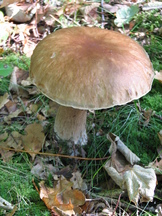 paddoos_162x216_017.jpg