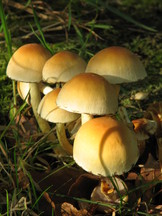 paddoos_162x216_019.jpg