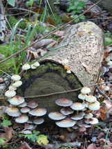 paddoos_162x216_020.jpg