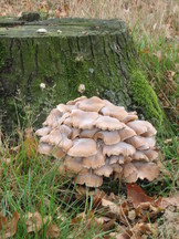 paddoos_162x216_024.jpg