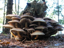 paddoos_216x162_001.jpg