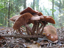 paddoos_216x162_002.jpg