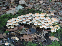 paddoos_216x162_004.jpg