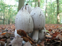 paddoos_216x162_005.jpg