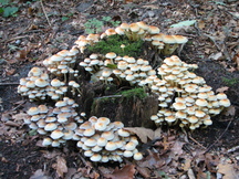 paddoos_216x162_006.jpg