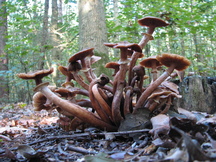 paddoos_216x162_007.jpg