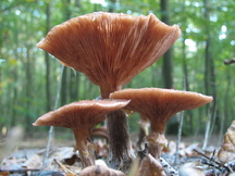 paddoos_216x162_008.jpg
