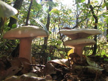 paddoos_216x162_010.jpg