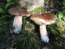 paddoos_216x162_011.jpg