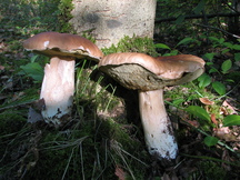paddoos_216x162_014.jpg