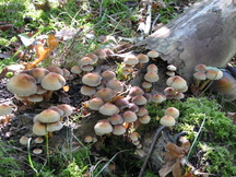 paddoos_216x162_015.jpg