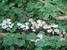 paddoos_216x162_018.jpg